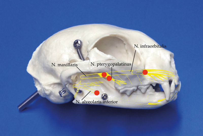 Peripheral Nerve Block