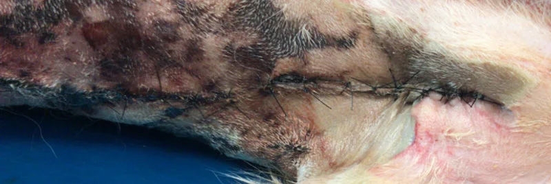 Close-up of a surgical incision on animal skin showing sutures with surrounding redness, swelling, and signs of inflammation consistent with a surgical site infection.