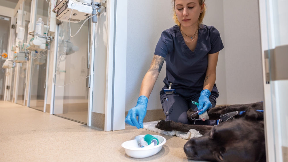 A veterinary professional wearing gloves kneels in a clinic hallway beside a resting dog, preparing medical supplies placed in a small bowl on the floor.