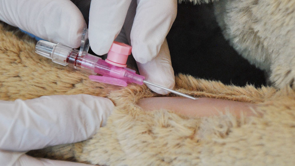 Close-up of gloved hands inserting an intravenous catheter VasoVet® into an animal’s leg, with the catheter hub and needle visible against the animal’s fur during a clinical procedure