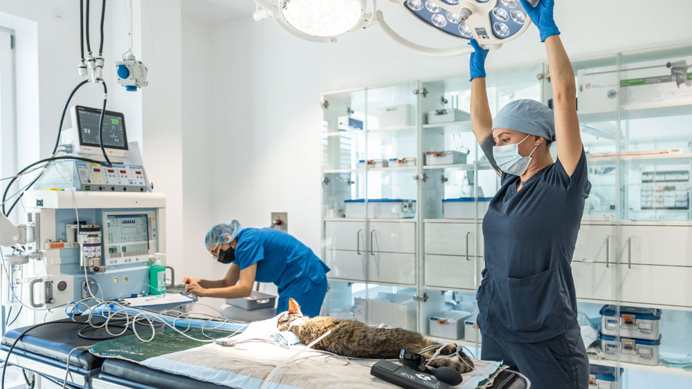Veterinary operating room with a dog lying on a surgical table while two veterinary professionals prepare the setup, one adjusting overhead surgical lights and the other working near anesthesia and monitoring equipment.