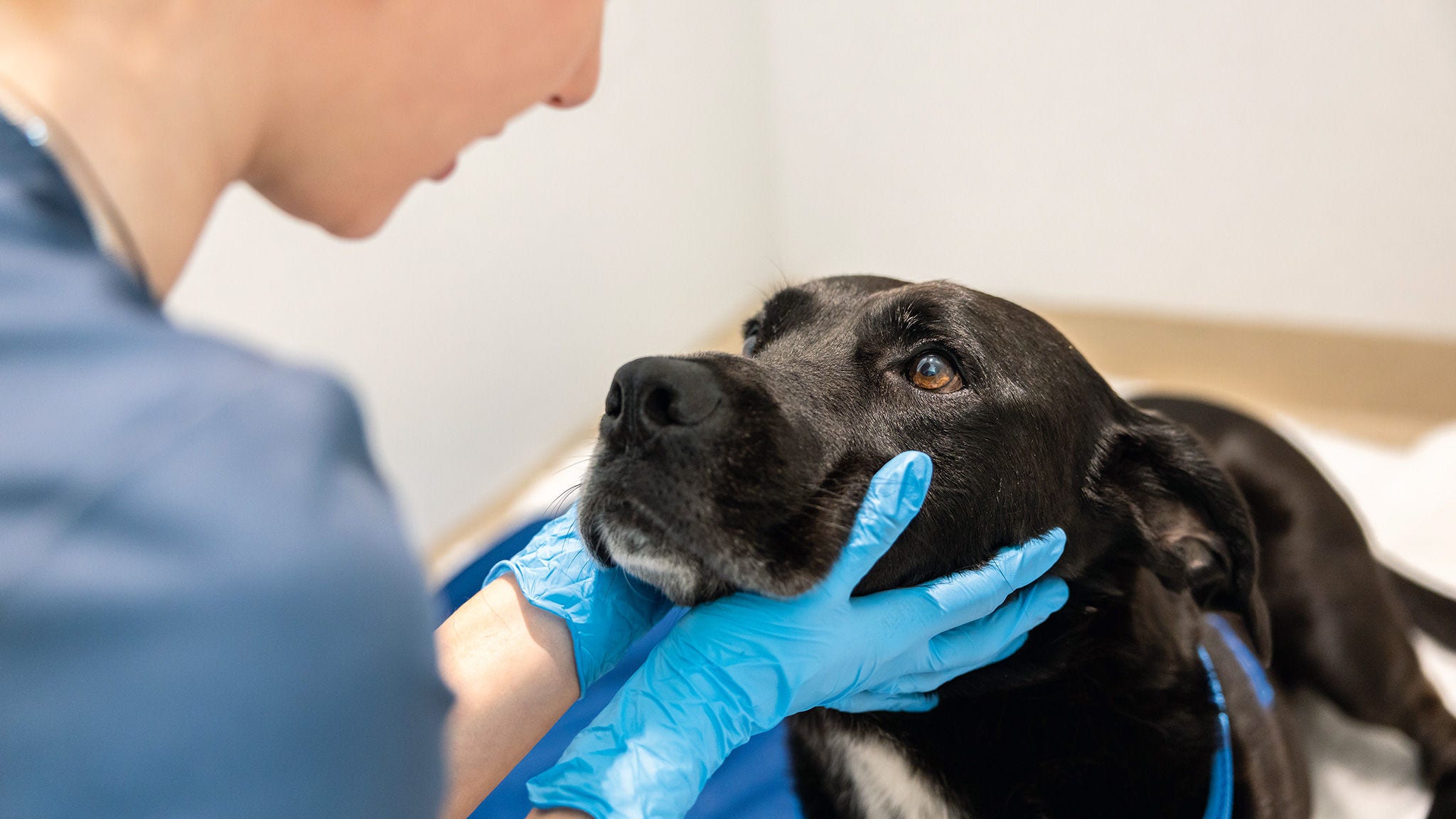 Person wearing medical gloves supports the head of a dog during a veterinary examination in an indoor clinical setting.