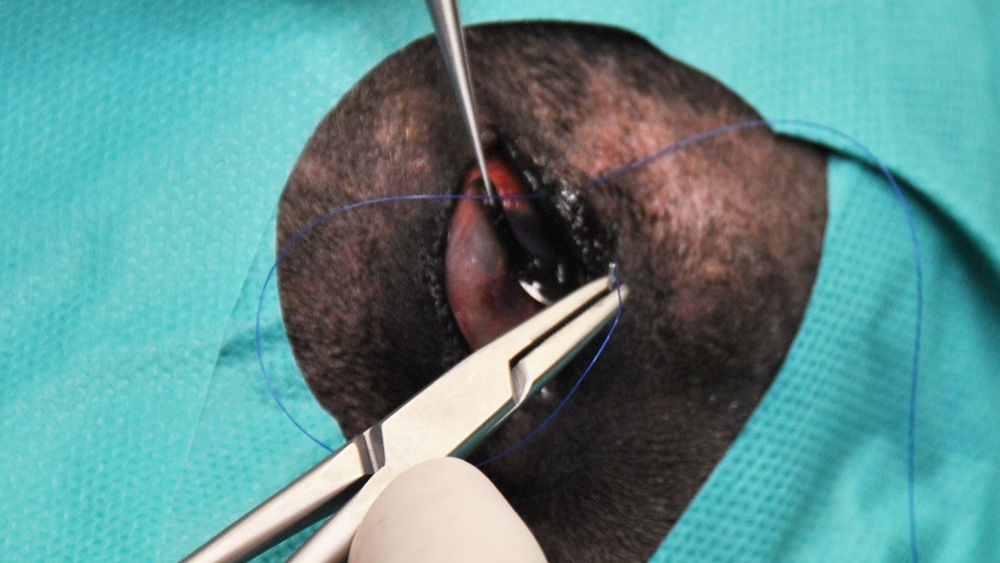 Close-up of a veterinary surgical procedure showing forceps holding a needle and suture material as stitches are placed in tissue.