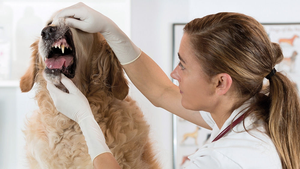 veterinary-dental-procedure-on-a-golden-retriever-16-9.jpg