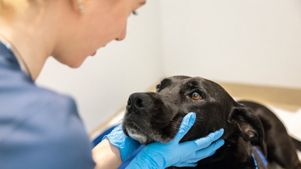 Veterinary professional gently examining a black dog’s head and eyes while wearing blue gloves, with the dog lying calmly on an examination surface.