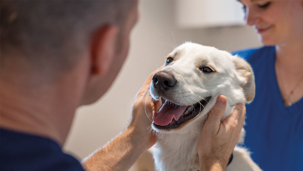 Veterinary professionals gently examining a dog’s head during a clinical check-up in a veterinary practice.