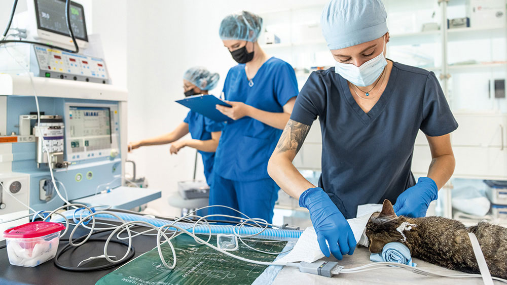 Veterinary surgical team working in an operating room, with staff in surgical scrubs and gloves monitoring equipment and performing a procedure on an animal patient on the operating table.
