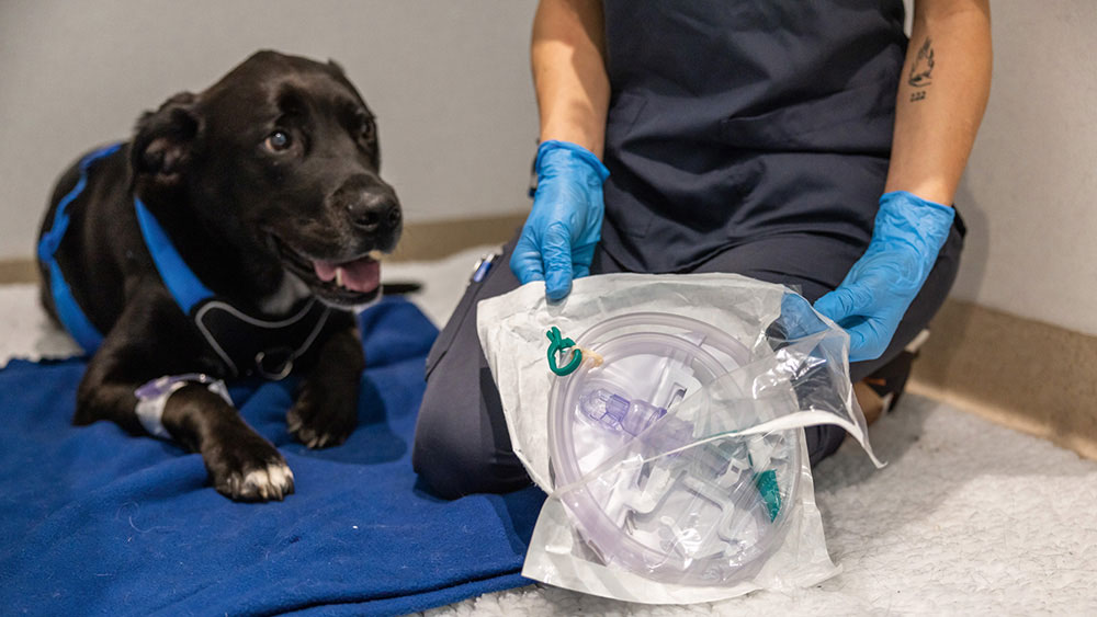 A black dog lying on a blue blanket next to a veterinary professional wearing blue gloves and holding a packaged urinary set.