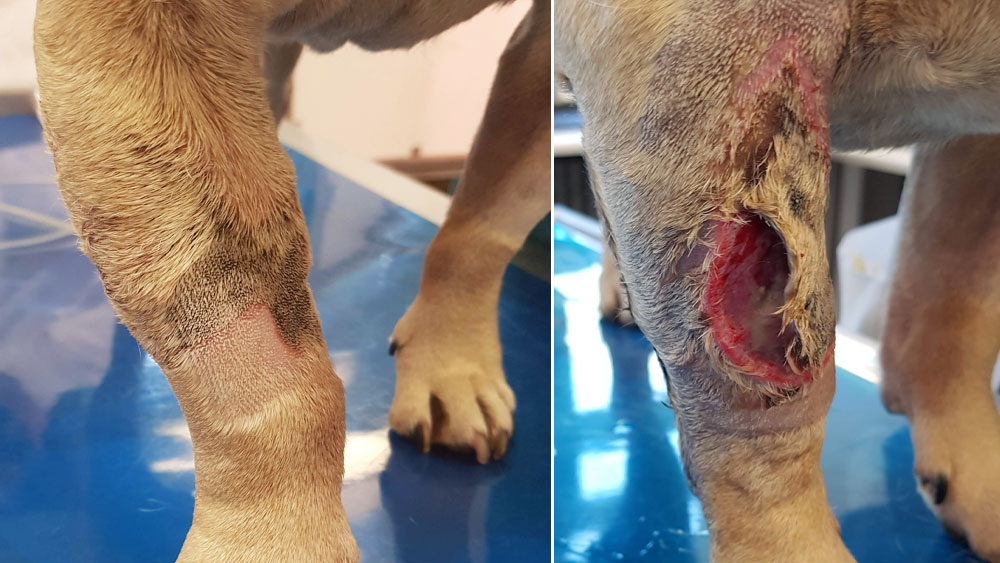 Two clinical photographs of a dog’s foreleg showing complications at a vascular catheter site. The left image shows localized skin irritation and inflammation around the catheter insertion area. The right image shows a severe open wound with tissue damage and infection at the same site, illustrating progression from local infection to significant lesion.