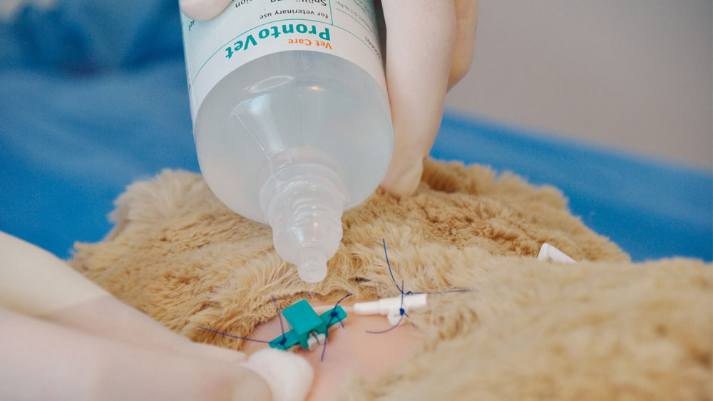 Gloved  hands of a veterinarian applying a clear antiseptic solution from a bottle onto a shaved surgical site on an animal with a catheter and sutures in place as part of postoperative or intraoperative wound care in a veterinary setting.