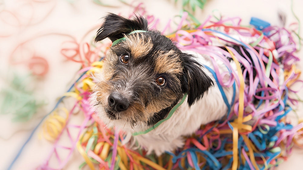 Dog with colorful air snakes, symbolic of suture material 