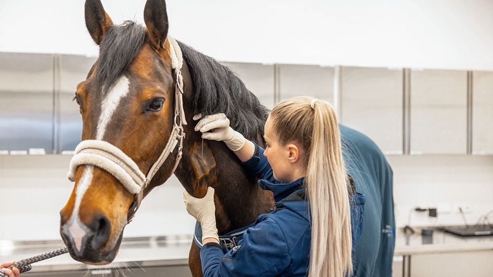 A veterinarian inserts the Braunüle Vet High Flow into a horse.