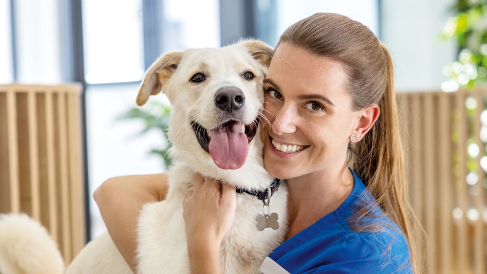 Female veterinarian in blue clothes holding a dog in a veterinary clinic.