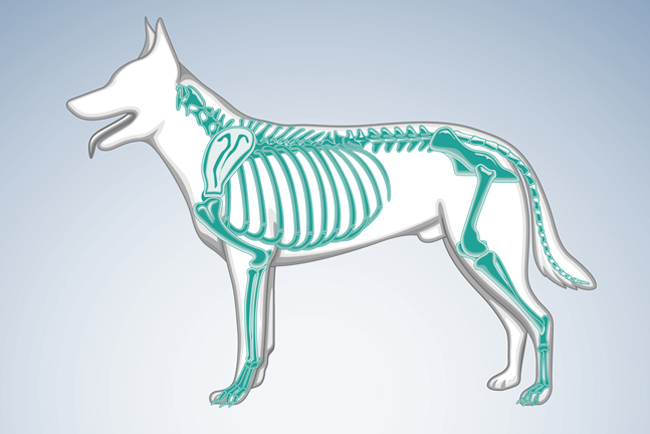 Dog shop orthopedic vet