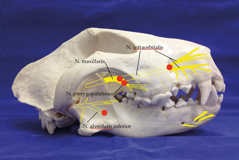 Peripheral Nerve Block