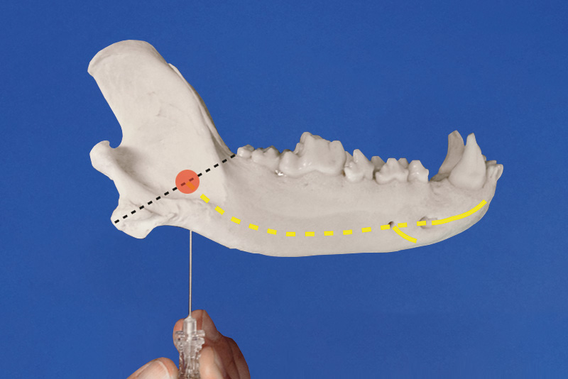 Caudal Maxillary Nerve Block Dog