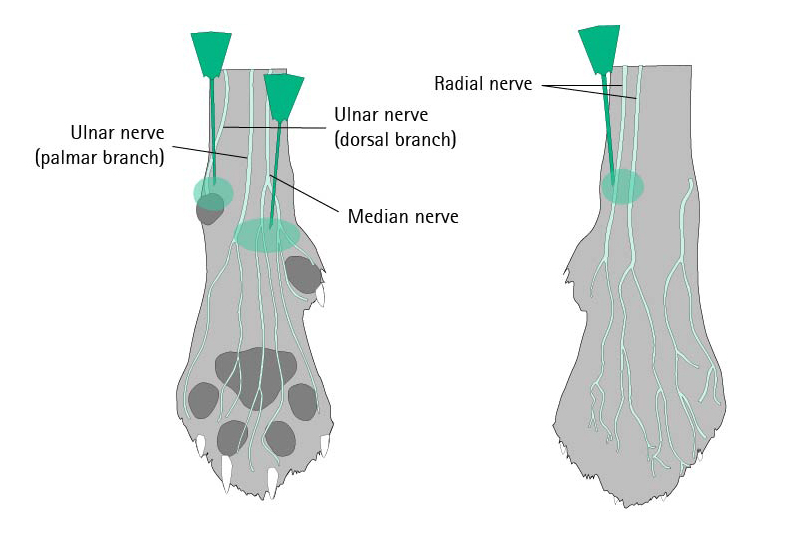 Distal Paw Block