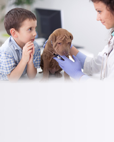 Boy, Dog, Veterinarian