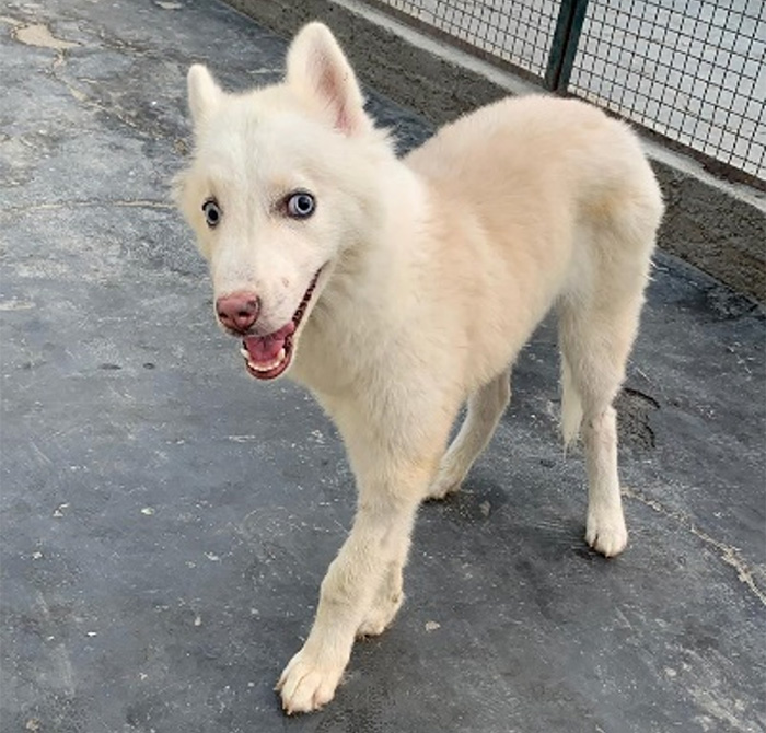 Dutch Veterinarian Gives Second Life Animal welfare league of arlington. dutch veterinarian gives second life