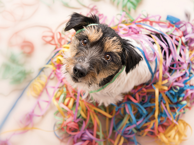 Dog touches the hand of a person in medical workwear in an indoor veterinary setting.