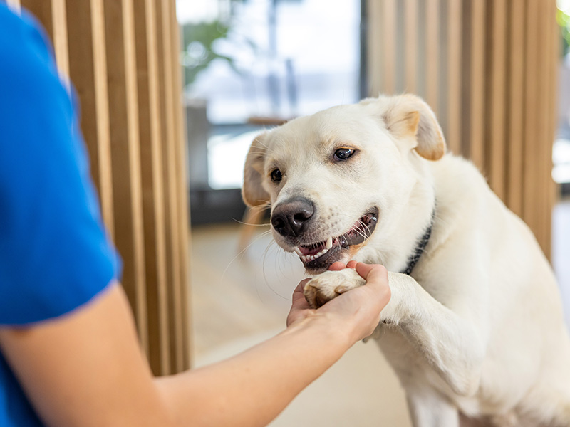 Dog sitting on a light-colored surface, surrounded by colorful threads and strings.