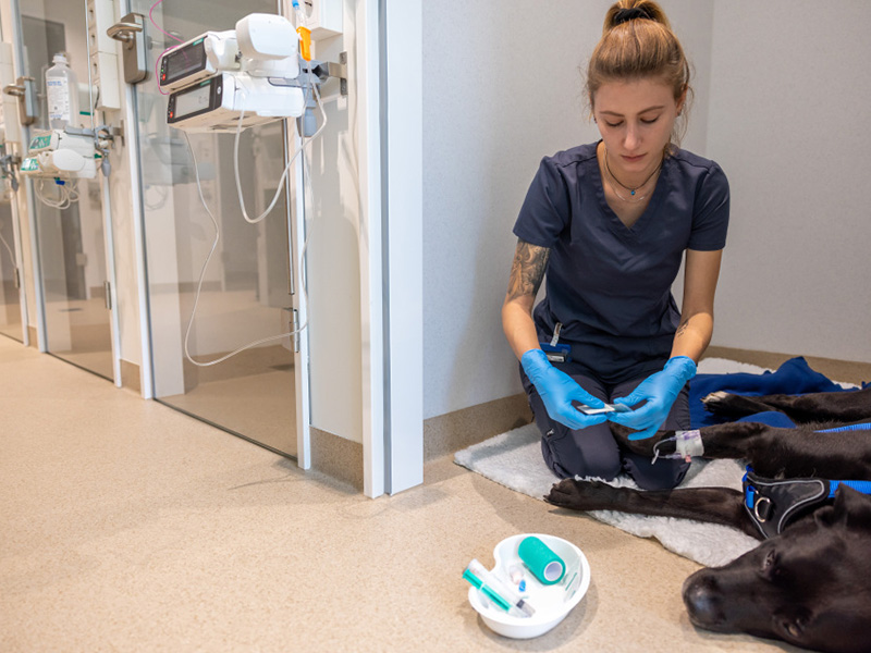 Person wearing medical gloves sits on the floor beside a lying dog, with veterinary equipment placed nearby in an indoor clinical setting.