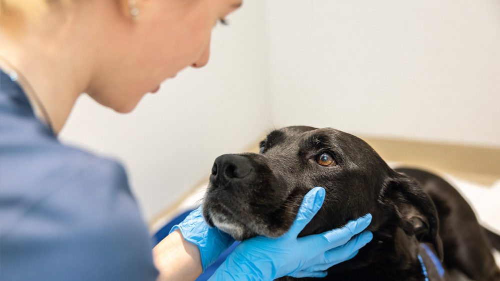 Veterinary staff wearing protective gloves gently supporting the head of a dog during a clinical examination in an indoor veterinary setting.