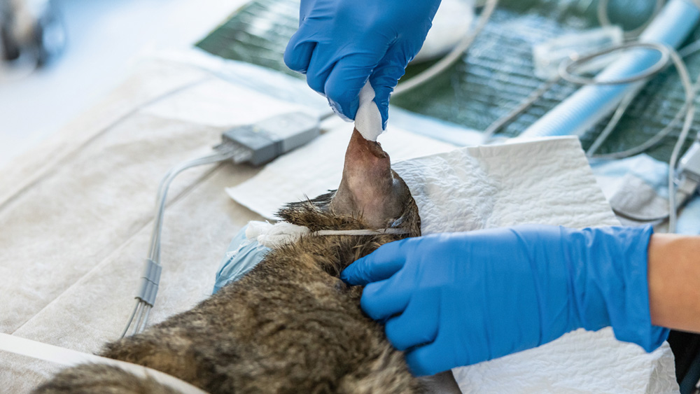 Veterinary skin antisepsis procedure with gloved hands applying antiseptic solution to the ear area of an animal patient on a clinical treatment table.