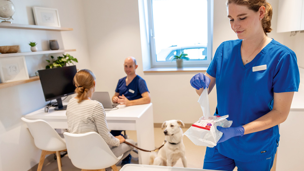 Veterinary staff performing surface disinfection by wiping a treatment area with disinfectant wipes in a clinical setting, with a dog standing nearby.
