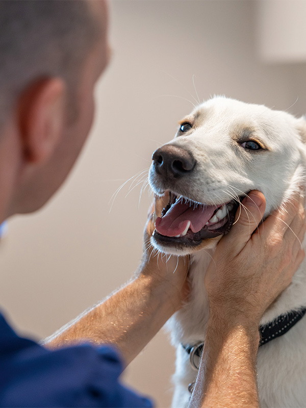 Vet holds retriever for treatment