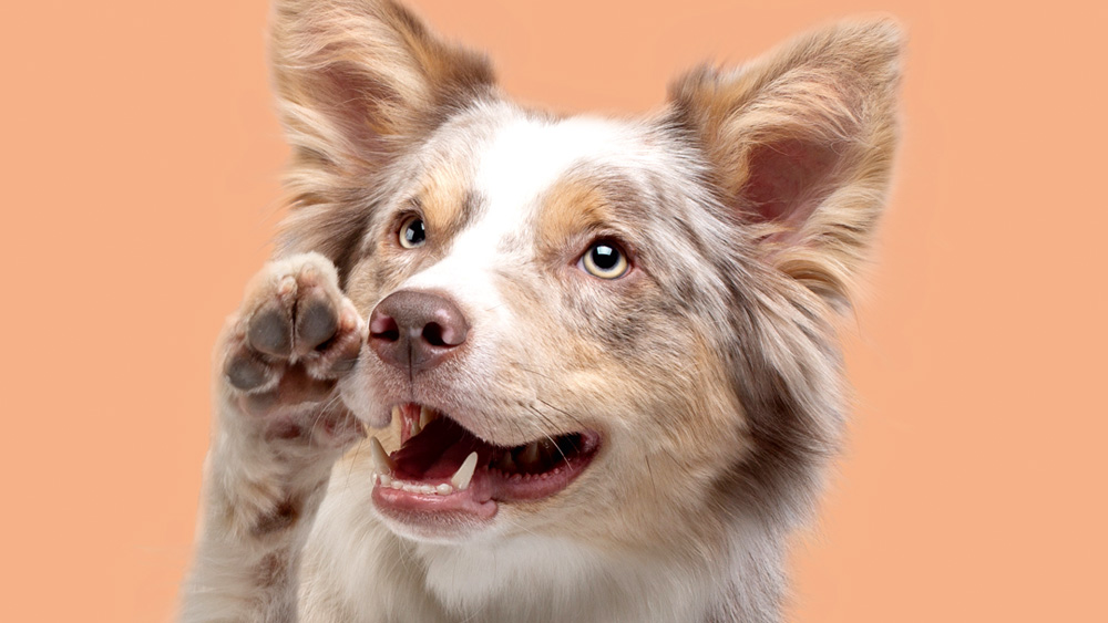 Dog playfully raising its paw on a peach-colored background. 