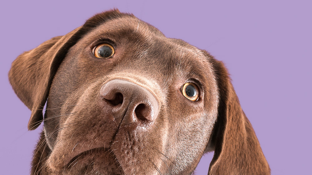 Dog tilting its head slightly on a lavender background.