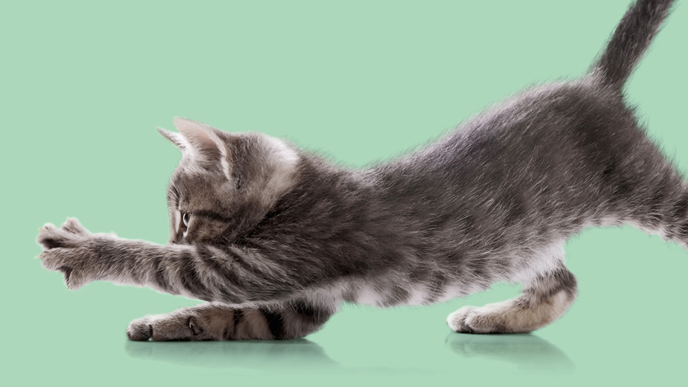 Kitten stretching forward on a green background.