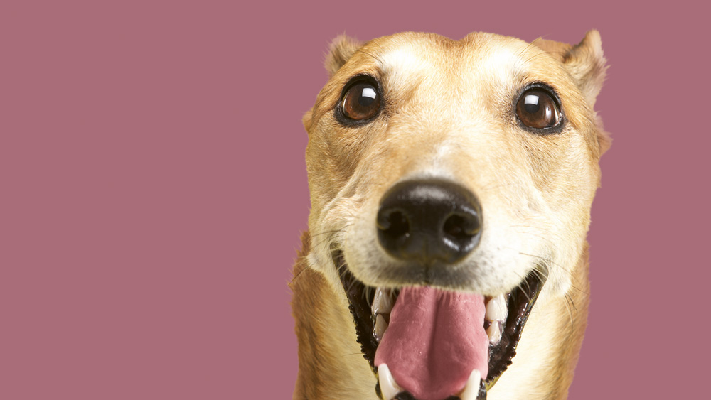 Dog with an open mouth and upright ears on a pink background.