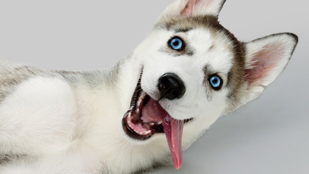 Dog with blue and brown eyes lying on its side on a light gray background.