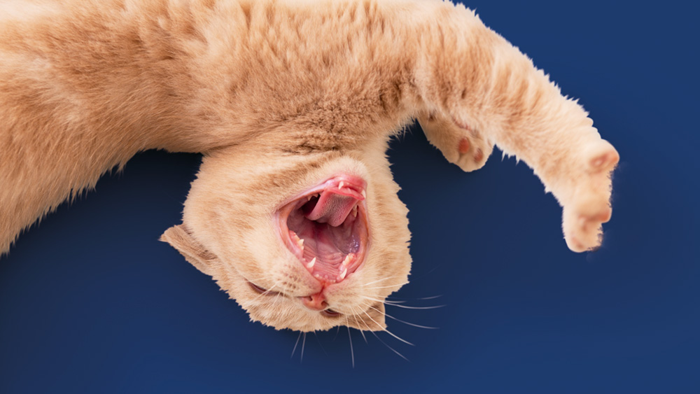 Cat twisting its body while playing on a dark blue background.