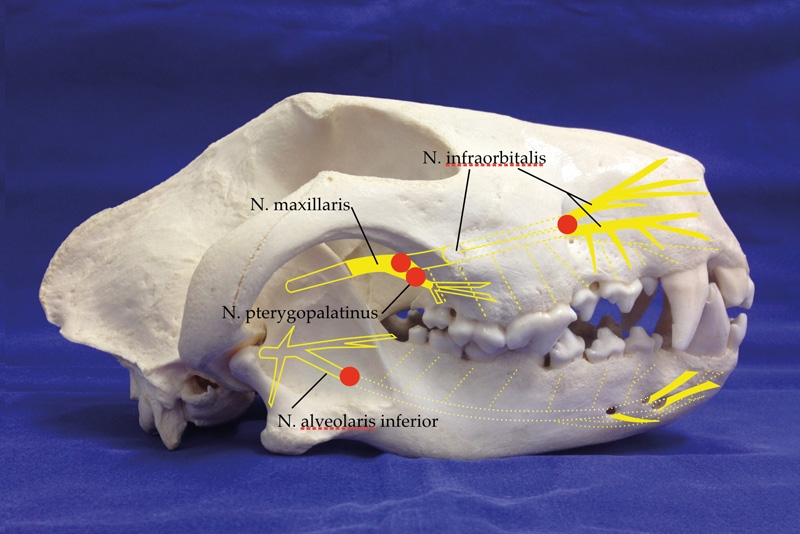 Peripheral Nerve Block